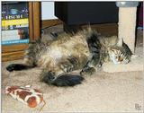 Penny the Cat - Power Catnap