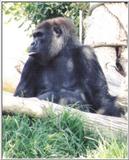 Re: Misc animals from the San Diego Zoo - Gorilla