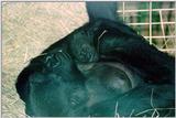 Mother gorilla with young