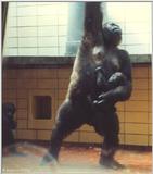 Gorilla mom and baby