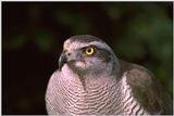My own custumized wall papers, in JPG format - falcon.jpg (1/1)