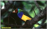 Gouldian Finch, Erythrura gouldiae