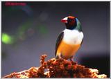 Repost with correct names.Sorry about that. File 13 of 14 - gouldianFinch2.jpg (1/1)