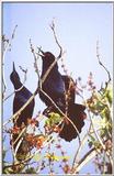 Trip to Wakohadatchee Wetlands [1/8] - GrackleDisplay.jpg (1/1)