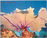 Awesome shot of a Seafan from Grang Turk
