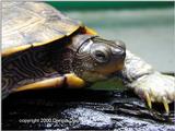 mississippi map turtle