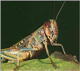 Grass-Hopper / Sprinkhaan