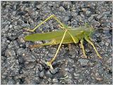 Grass-hopper