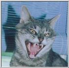 Very Scary Cat