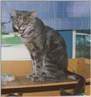 Cat upset