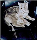 Gray tiger cat