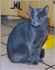 gray cat [2]