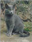 Cat Portrait - Tom