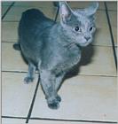 Gray cat