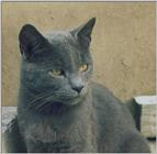 Cat face (Thomas)