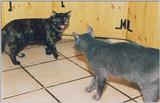 two cats