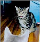 angry cat