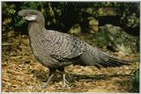 Grey Peacock Pheasant