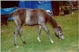 horse02.jpg