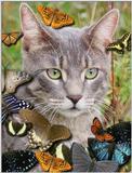 cat with butterflies