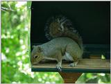 Squirrel3