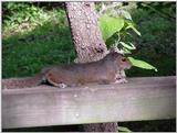 Squirrel4