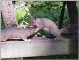 Squirrel5