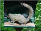 Squirrel6