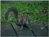 squirrel7