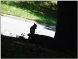 squirrel13