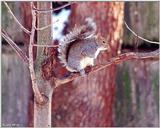 Gray Squirrel 1