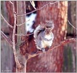 Gray Squirrel 2