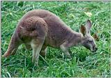 Kangaroo