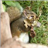 squirrel undercover