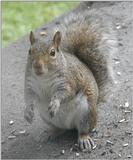 squirrel looking back