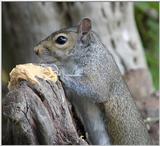 Power of peanut butter 2