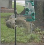 squirrel exotic dancer