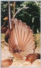 Great Argus Pheasant - Argusianus argus