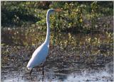 A few more shots of Great Egrets 1