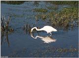 A few more shots of Great Egrets 2