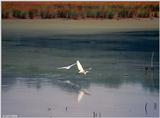 Great egret 1