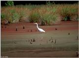 Great Egret 5