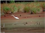 Great Egret 6