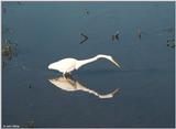 Great Egret Hunting