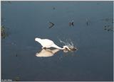 Great Egret Catching a Fish