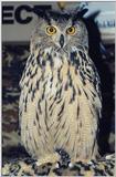 Great Horned Owl (Bubo virginianus)001