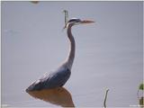 Great Blue Heron (Ardea herodias)