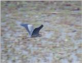 Great Blue Heron Flying