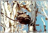 Great Horned Owl