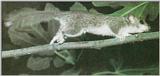 Greater Dormouse (J01)